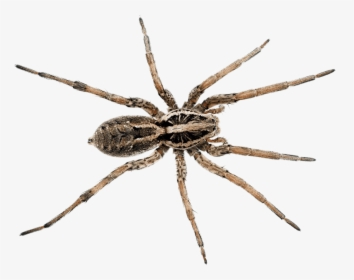 Wolf Spider Brown Recluse Spider, HD Png Download, Free Download