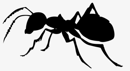 Ant Black And White, HD Png Download, Free Download
