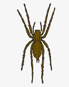 Spider Brown Cartoon Bug Insect Spiders Leap Clipart - Realistic Spider Clip Art, HD Png Download, Free Download