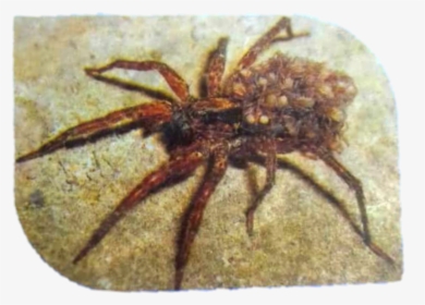 Wolf Spider Png, Transparent Png, Free Download