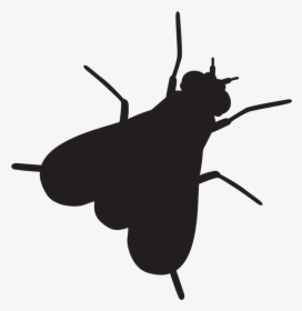 Flies Black And White Png, Transparent Png, Free Download