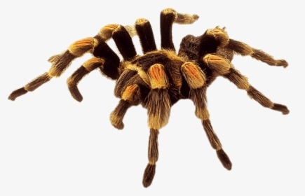 Large Yellow Brown Spider - Spider Hd Transparent, HD Png Download, Free Download