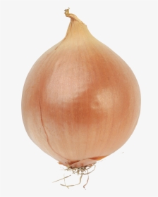 Grab And Download Onion Transparent Png Image - Bulb Of An Onion, Png Download, Free Download