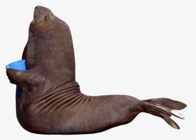 Sea Lion Cut Out, HD Png Download, Free Download