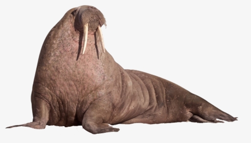Walrus Png, Transparent Png, Free Download