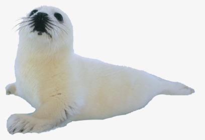 Transparent Sea Lion Png - Harp Seal, Png Download, Free Download
