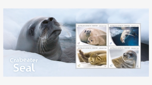 Crabeater Seal In Stamps, HD Png Download, Free Download
