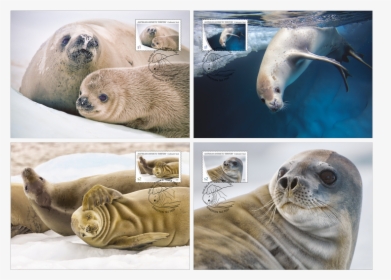 Crabeater Seal In Stamps, HD Png Download, Free Download