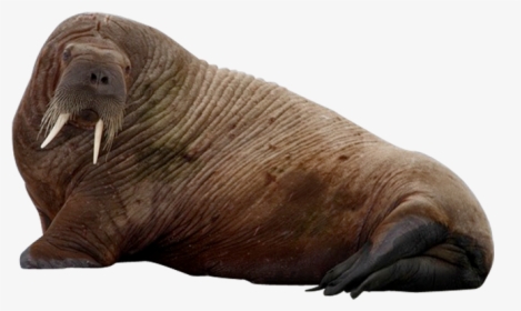 Bearded-seal - Walrus Png, Transparent Png, Free Download