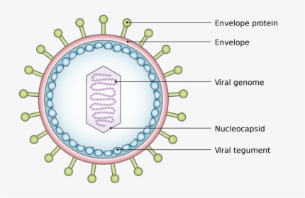 2000px Viral Tegument - Labeled Structure Of Virus, HD Png Download, Free Download