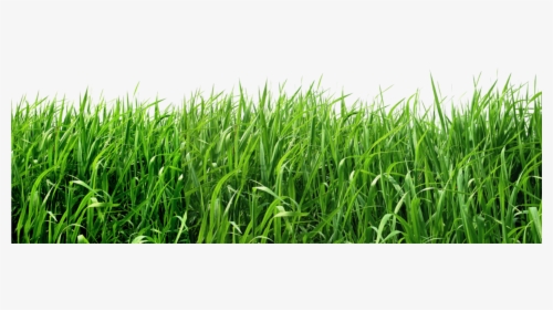 Transparent Background Grass Png , Png Download - Real Grass Png, Png Download, Free Download