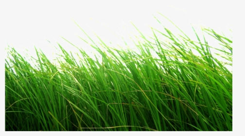 Grass Png Transparent Background - Grass Images For Photoshop Png, Png Download, Free Download