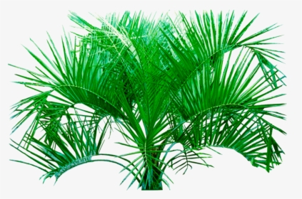 Palm Png Plants Hd Transparent Background Image - Plants Transparent Background, Png Download, Free Download