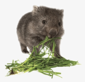 Wombat Eating Grass - Wombat Transparent Background, HD Png Download, Free Download