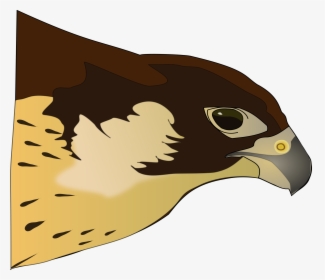 Halcón-hawk Clip Arts - Png Clipart Hawk, Transparent Png, Free Download