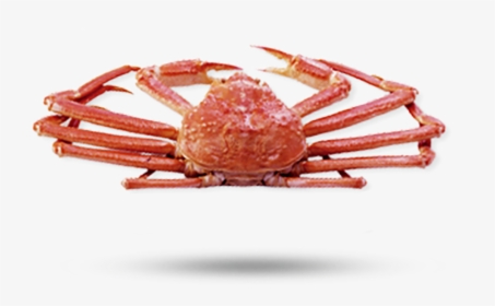 Opilio Snow Crab2 - Horsehair Crab, HD Png Download, Free Download