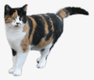 Calico Cat Color Palette - Calico Cat Transparent Background, HD Png Download, Free Download