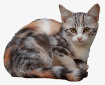 #calicocat #calico #cat #kitty - Squitten, HD Png Download, Free Download