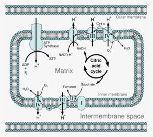 Mitochondria Electron Transport Chain, HD Png Download, Free Download