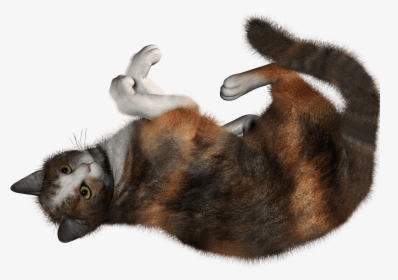 34 Cat Png Image Clipart Image - Cat Rolling Png, Transparent Png, Free Download