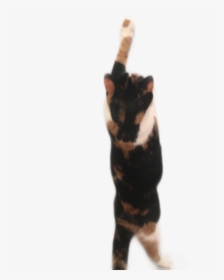 #cat #kitten #blackcat #calico #calicocat #freetoedit - Domestic Short-haired Cat, HD Png Download, Free Download