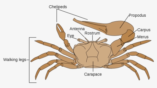 Parts Of A Fiddler Crab, HD Png Download, Free Download