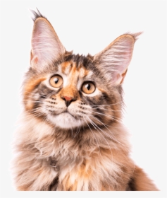 Clip Art Maine Coon Kittens Cats - Long Hair Kittens Near Me, HD Png Download, Free Download