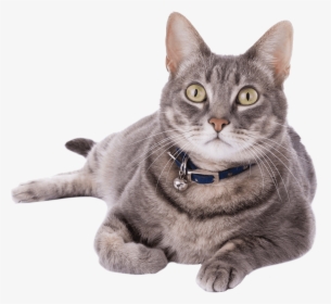 Real Cats For Adoption, HD Png Download, Free Download