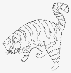 Wild Cat,carnivoran,dog Like Mammal - Outline Cat Line Art, HD Png Download, Free Download