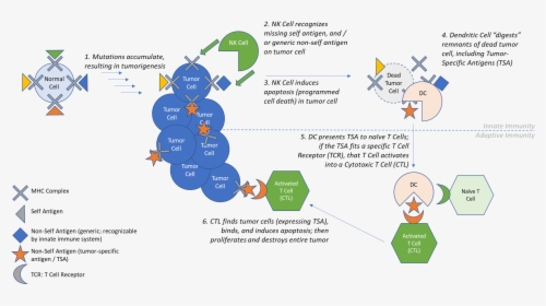 Cancer Self Antigen, HD Png Download, Free Download