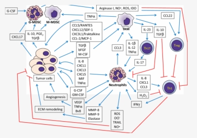 The Crosstalk Between Cancer Cells, Neutrophils And - Gm Csf Tumor Microenvironment, HD Png Download, Free Download
