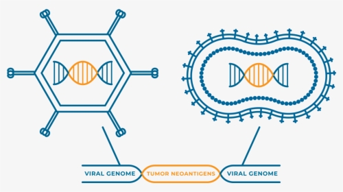 Viral Vector Mva Vaccine, HD Png Download, Free Download