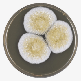 Aspergillus Avenaceus Meaox - Dessert, HD Png Download, Free Download