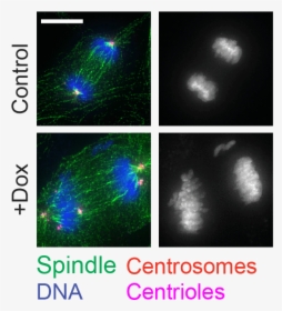 Chromosomes - Seacen, HD Png Download, Free Download