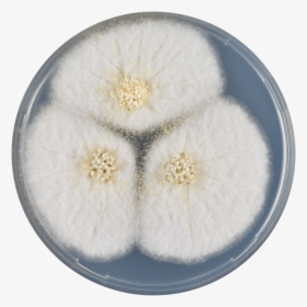 Aspergillus Avenaceus Cya - Flower, HD Png Download - kindpng