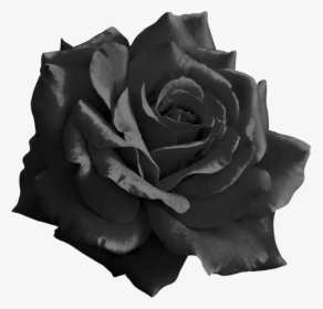 Black Roses Png - Pink Rose Png Transparent, Png Download, Free Download