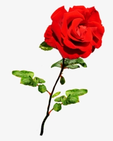 Beautiful Valentine Rose - Valentines Roses Png, Transparent Png, Free Download
