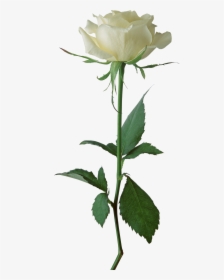 White Rose Transparent Background, HD Png Download, Free Download