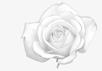White Rose Light Presentation - White Rose Symbol Germany, HD Png Download, Free Download
