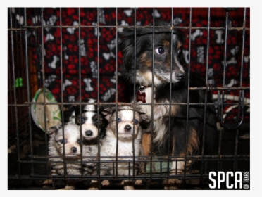 20180315 Local Cbs Puppy Mill 5 "   Class="img Responsive - Jämthund, HD Png Download, Free Download