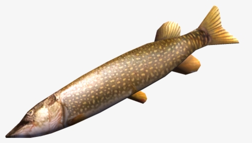 Northern Pike Png Images - My Summer Car Fish, Transparent Png, Free Download