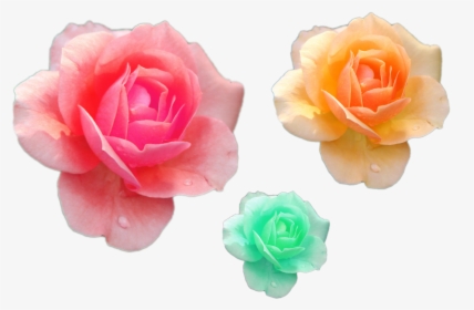 Various Flower Png Files Pink Yelloow Green Roses Png - Good Night Rose Flowers, Transparent Png, Free Download
