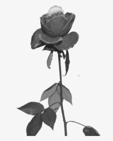 Black Roses Png - Black Rose Pixel Png, Transparent Png, Free Download