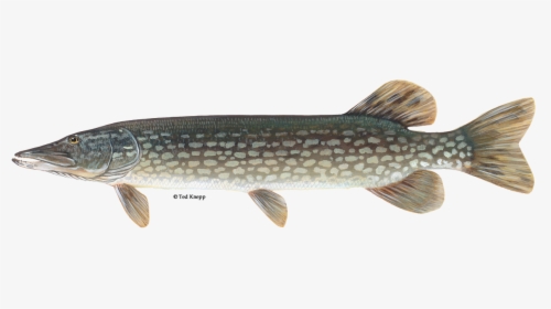 Fish,fish,northern Pike,pickerel,tail,lunge - Northern Pike Transparent, HD Png Download, Free Download