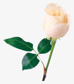 One White Rose Png, Transparent Png, Free Download