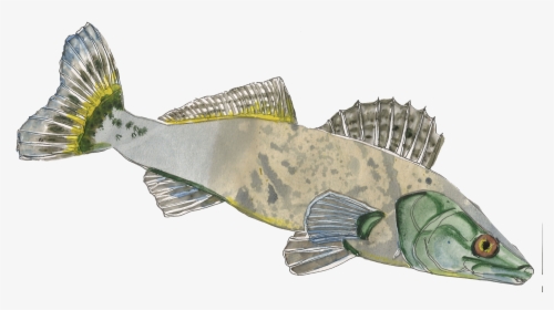 Pike-perch Sander Lucioperca - Gulf Flounder, HD Png Download, Free Download