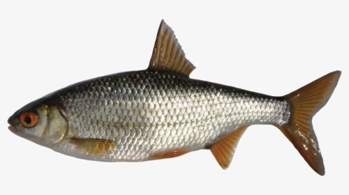Transparent Pike Png - Roach Fish, Png Download, Free Download