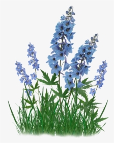 Bluebonnet Clip Art Portable Network Graphics French - Bluebonnets With Transparent Background, HD Png Download, Free Download