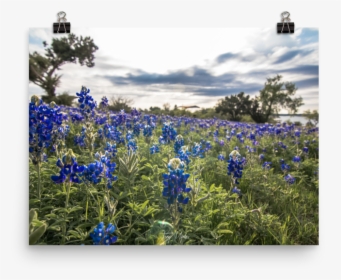 Texas Bluebonnet, HD Png Download, Free Download