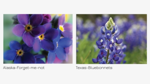 Texas Bluebonnet, HD Png Download, Free Download